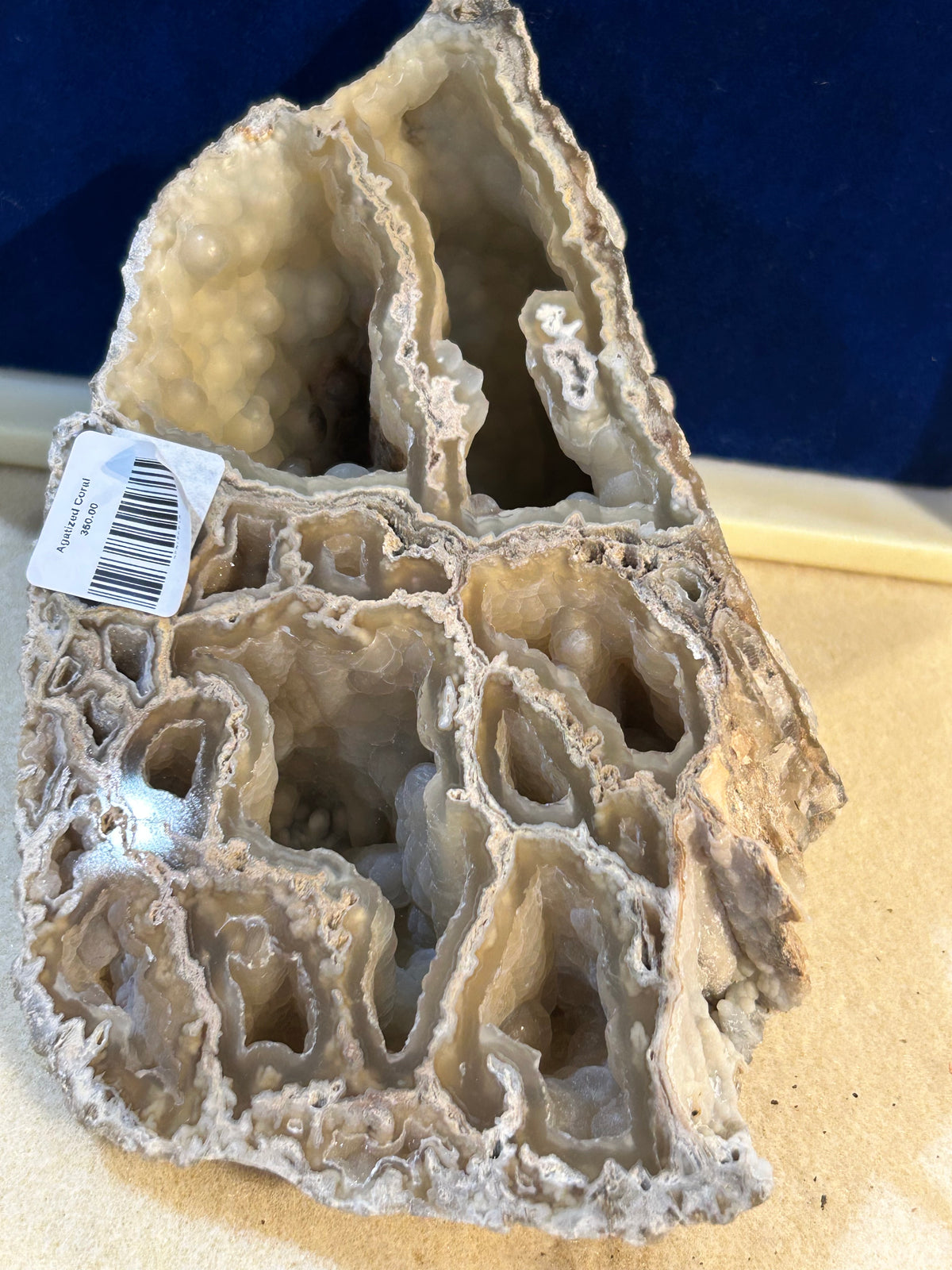 Agatized Coral